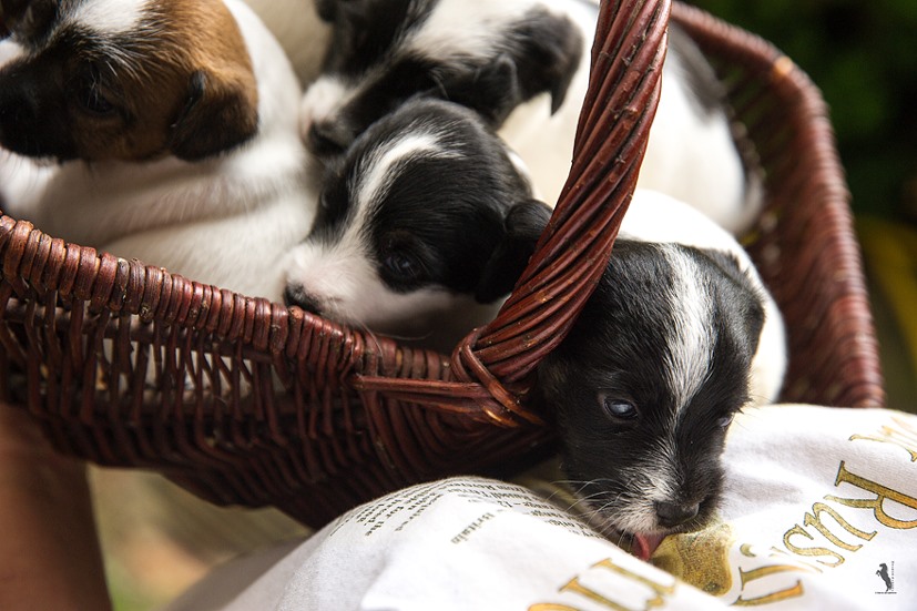 Parson Russell Terrier