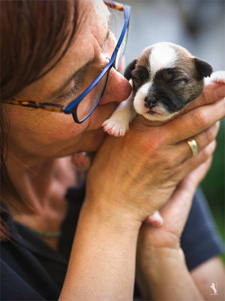 Parson Russell Terrier Ebba