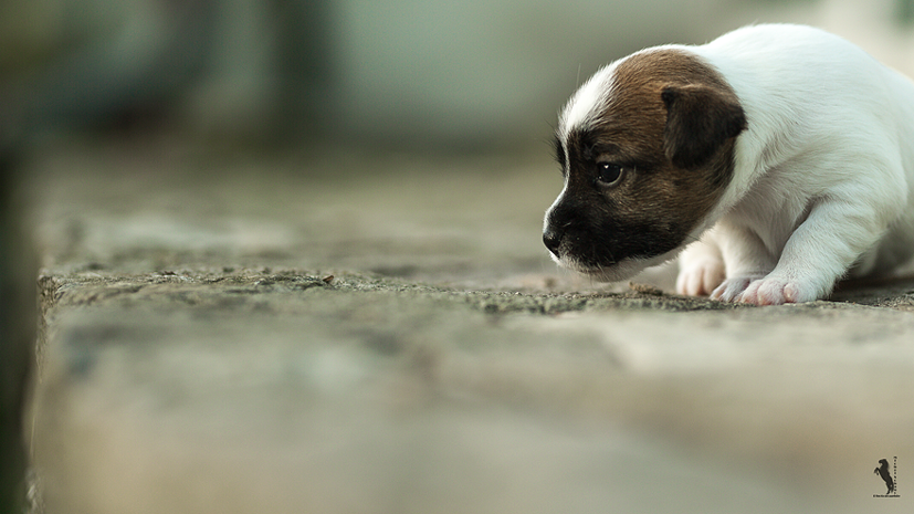 Parson Russell Terrier Ebba