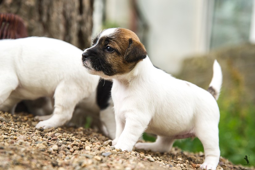 Parson Russell Terrier Ebba