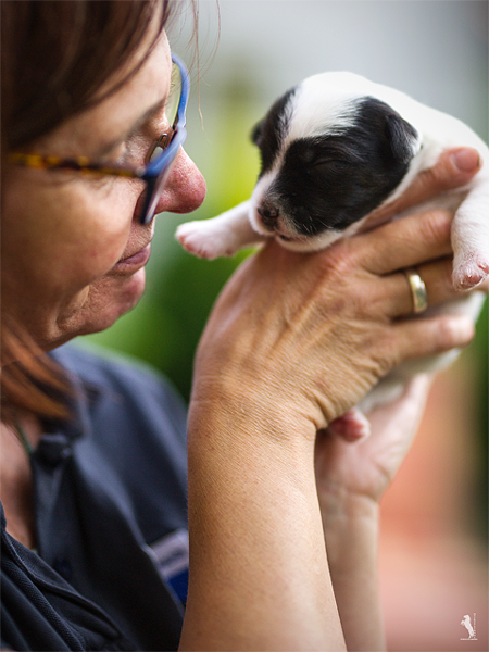 Parson Russell Terrier Edda