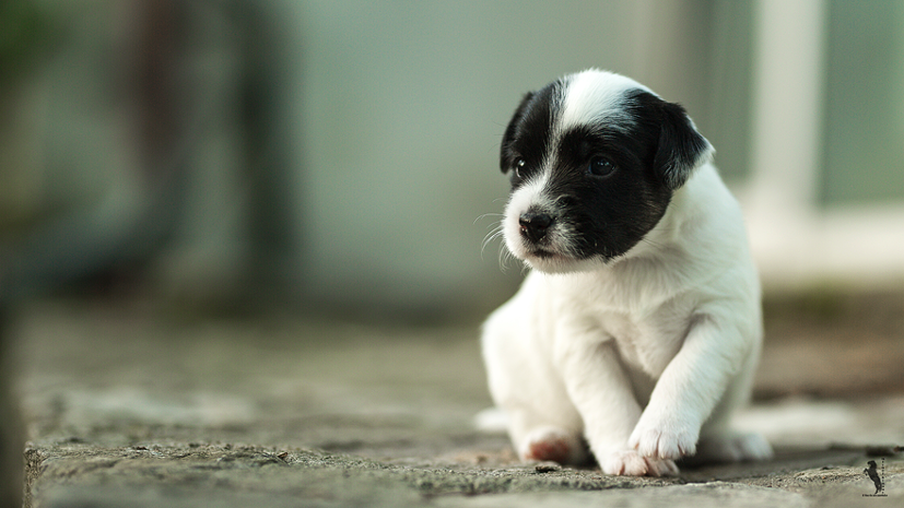 Parson Russell Terrier Edda