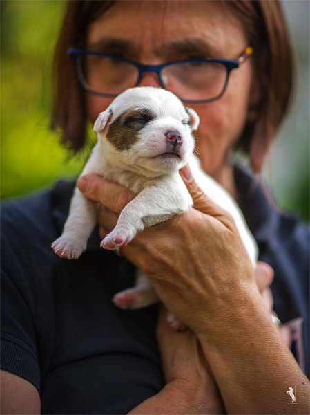 Parson Russell Terrier Effo