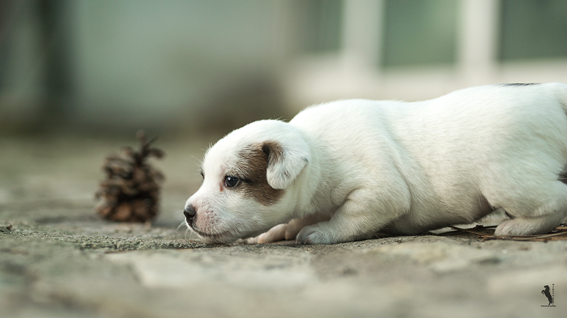 Parson Russell Terrier Effo