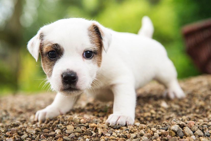 Parson Russell Terrier Effo