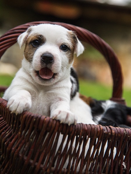 Parson Russell Terrier Effo