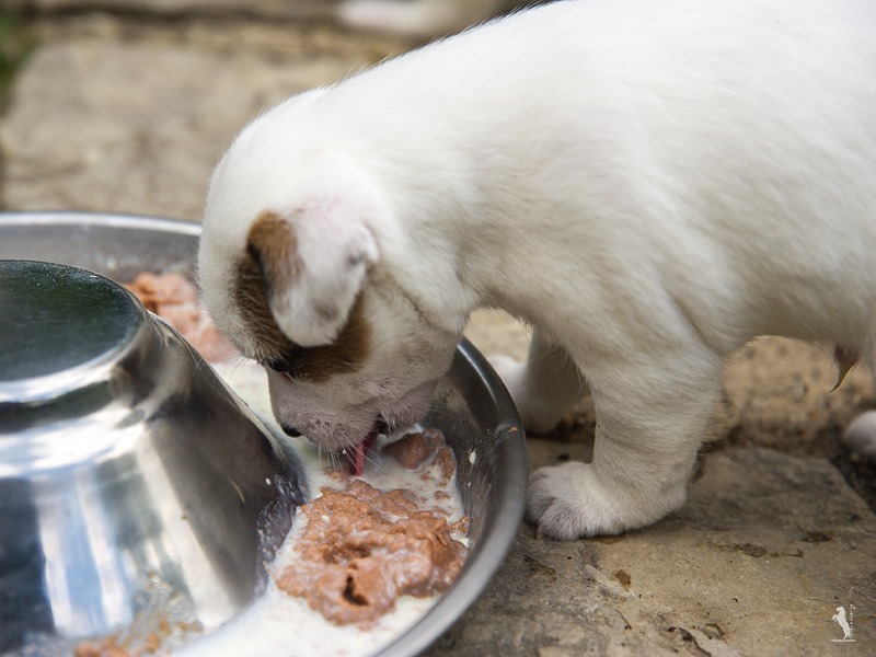 Parson Russell Terrier Effo