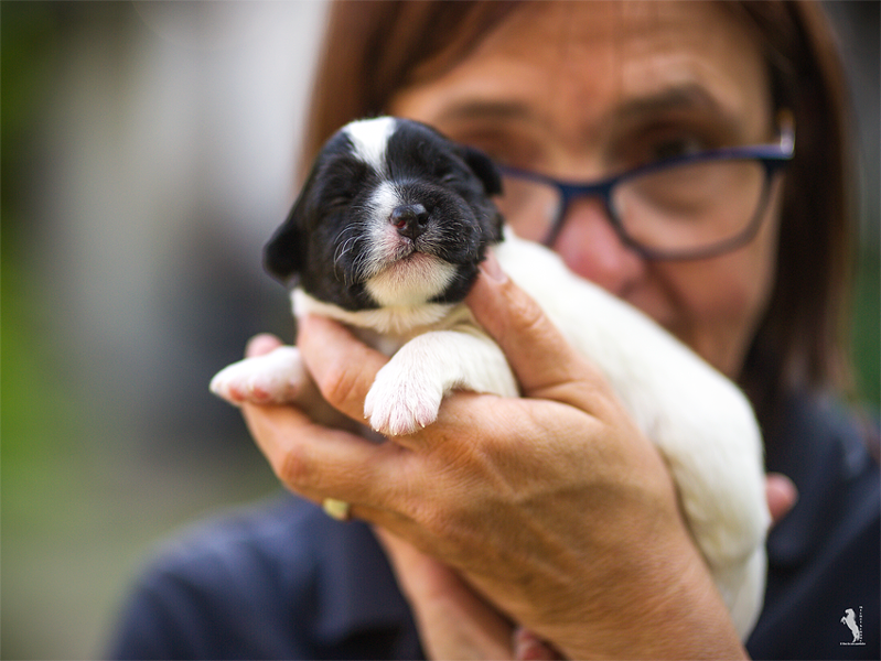 Parson Russell Terrier Enna