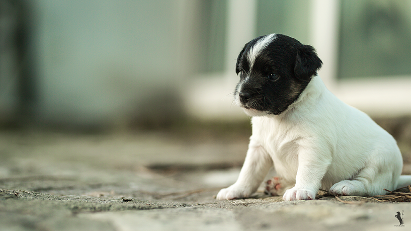 Parson Russell Terrier Enna