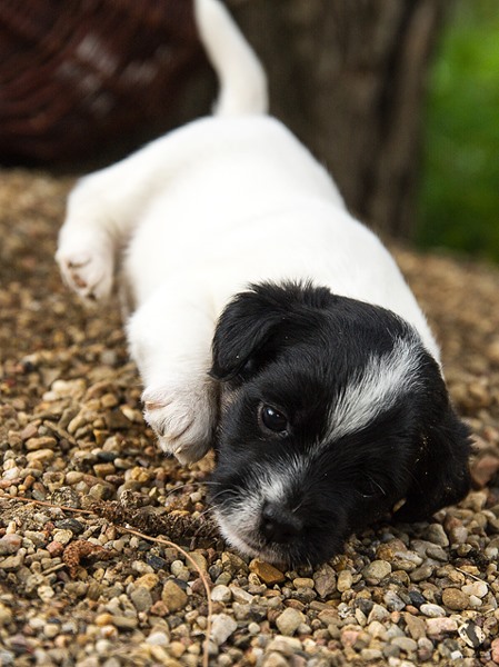 Parson Russell Terrier Enna