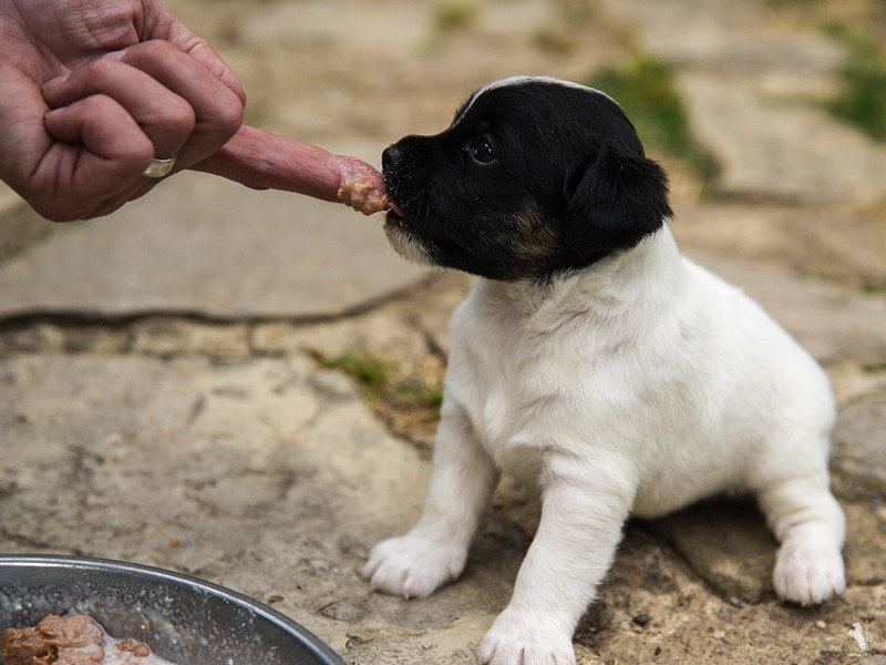 Parson Russell Terrier Enna