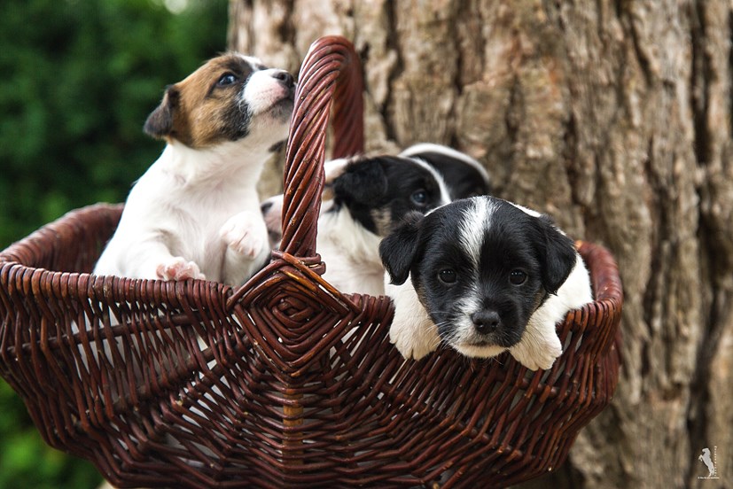 Parson Russell Terrier Enna