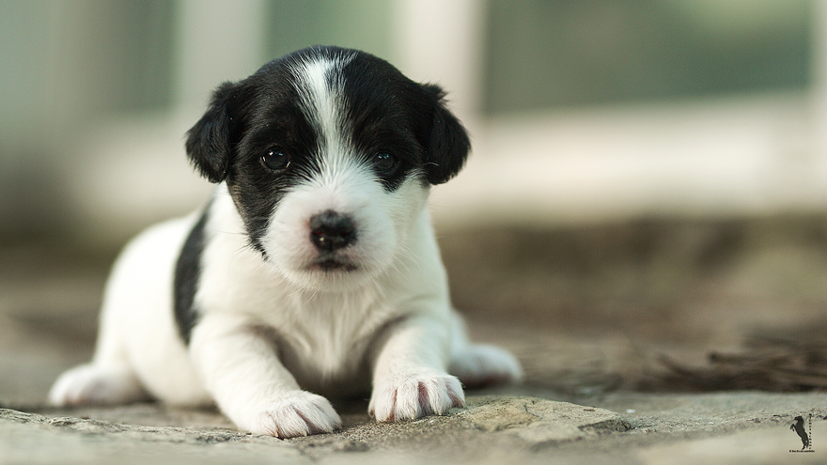 Parson Russell Terrier Era