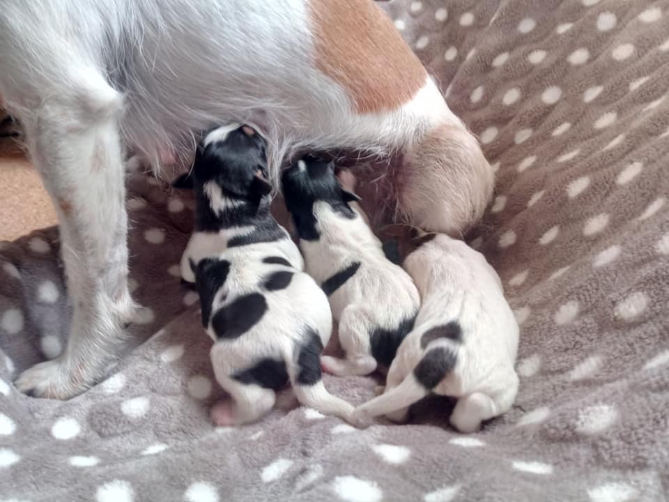 Parson Russell Terrier F-wurf