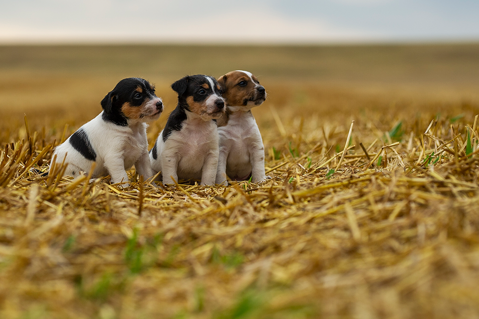 Parson Russell Terrier F-wurf