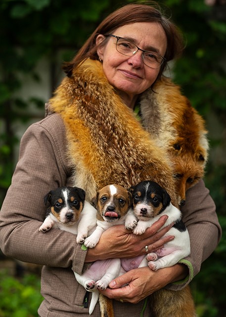 Parson Russell Terrier