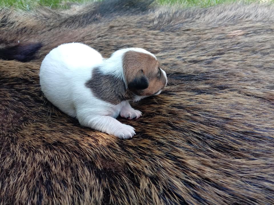 Parson Russell Terrier f-wurf2