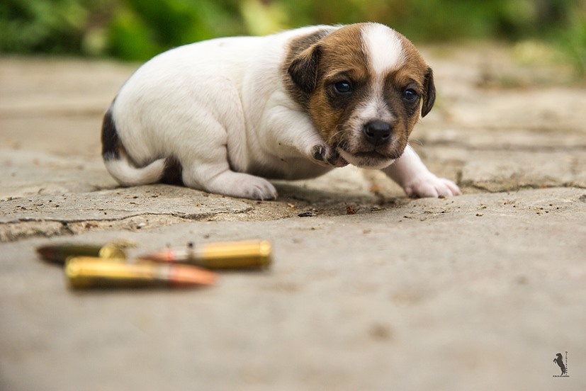 Parson Russell Terrier f-wurf2