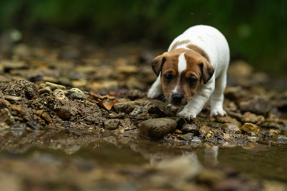 Parson Russell Terrier f-wurf2