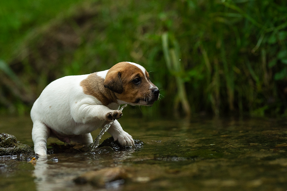 Parson Russell Terrier f-wurf2