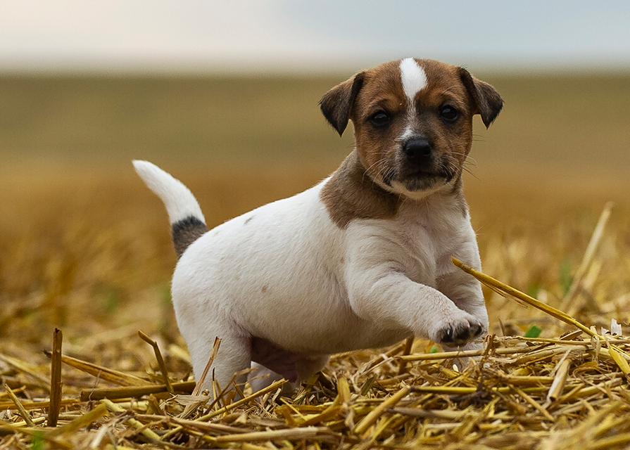 Parson Russell Terrier f-wurf2