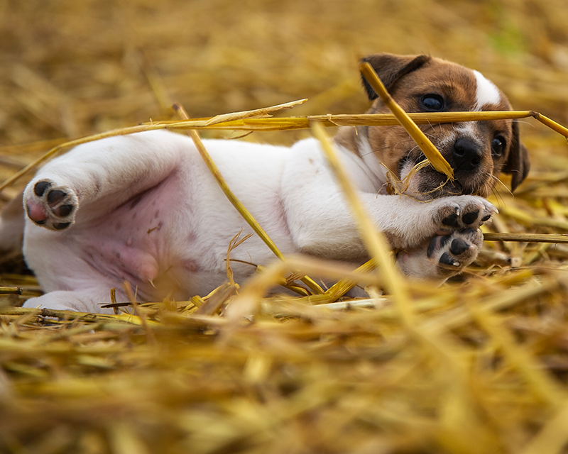 Parson Russell Terrier f-wurf2