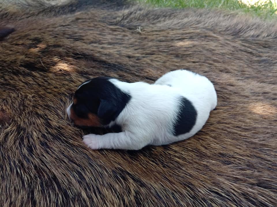 Parson Russell Terrier f-wurf1