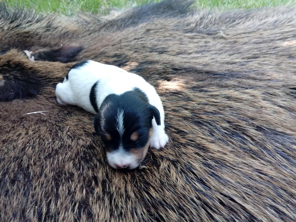 Parson Russell Terrier f-wurf1