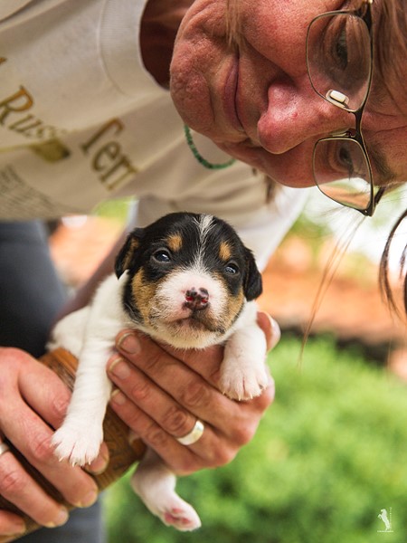 Parson Russell Terrier f-wurf1