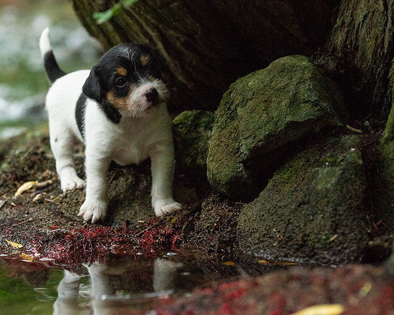 Parson Russell Terrier f-wurf1