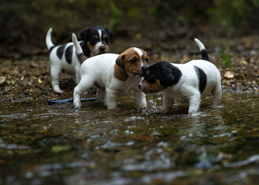 Parson Russell Terrier f-wurf1