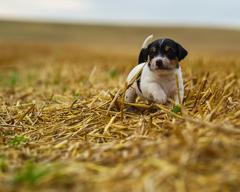 Parson Russell Terrier f-wurf1