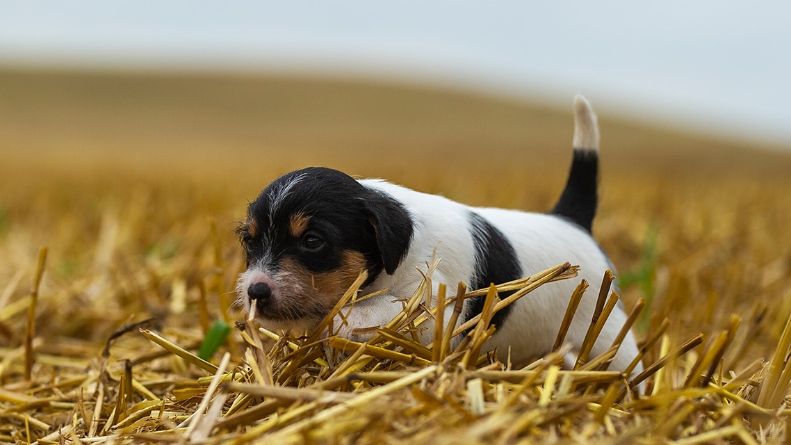 Parson Russell Terrier f-wurf1