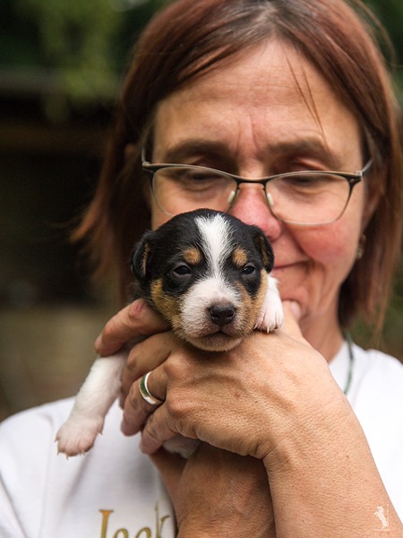 Parson Russell Terrier f-wurf3