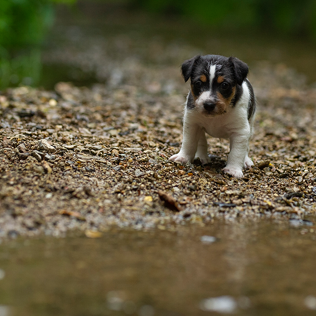 Parson Russell Terrier f-wurf3