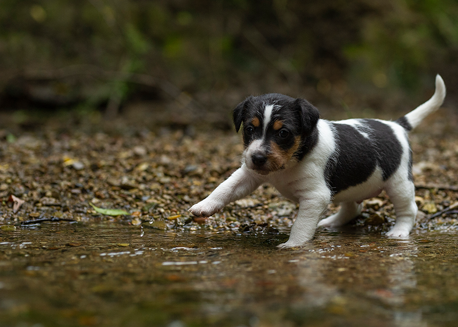 Parson Russell Terrier f-wurf3