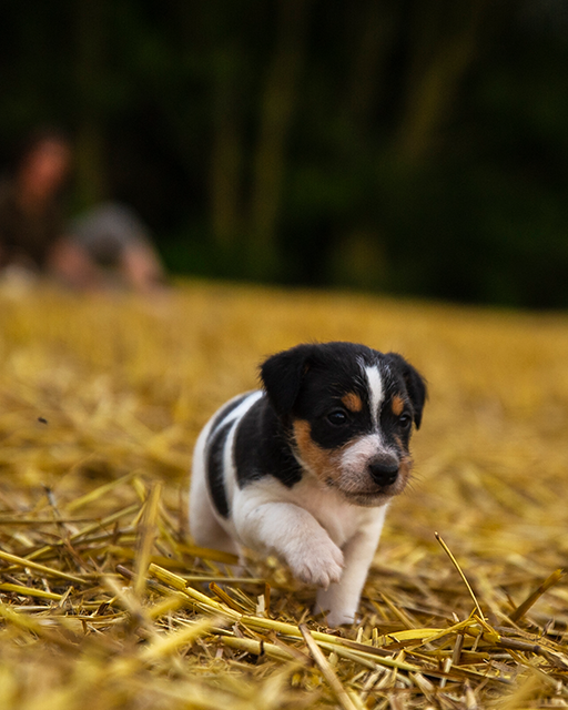 Parson Russell Terrier f-wurf3