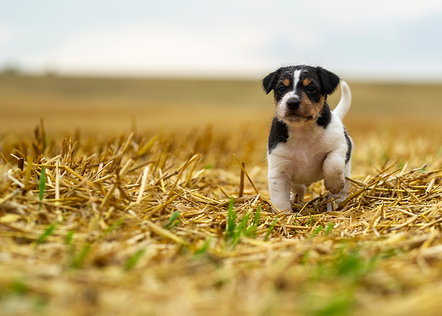 Parson Russell Terrier f-wurf3