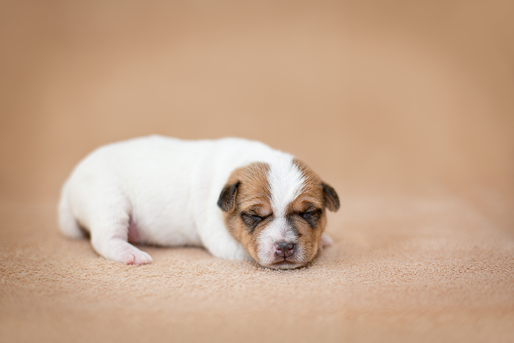 Parson Russell Terrier g-wurf1