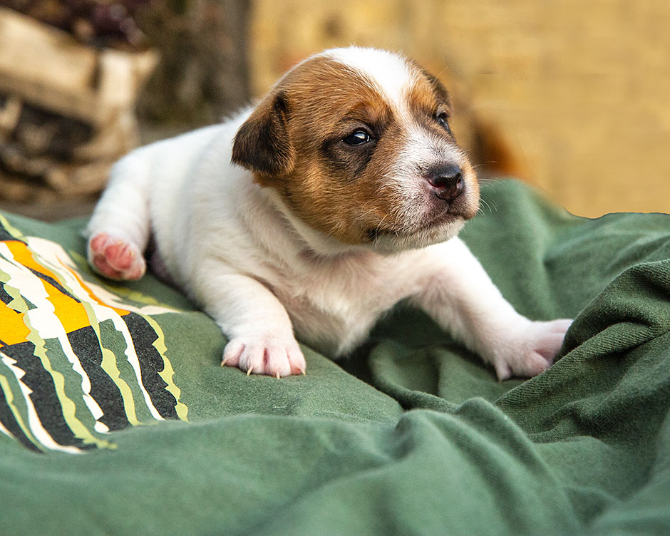 Parson Russell Terrier g-wurf1