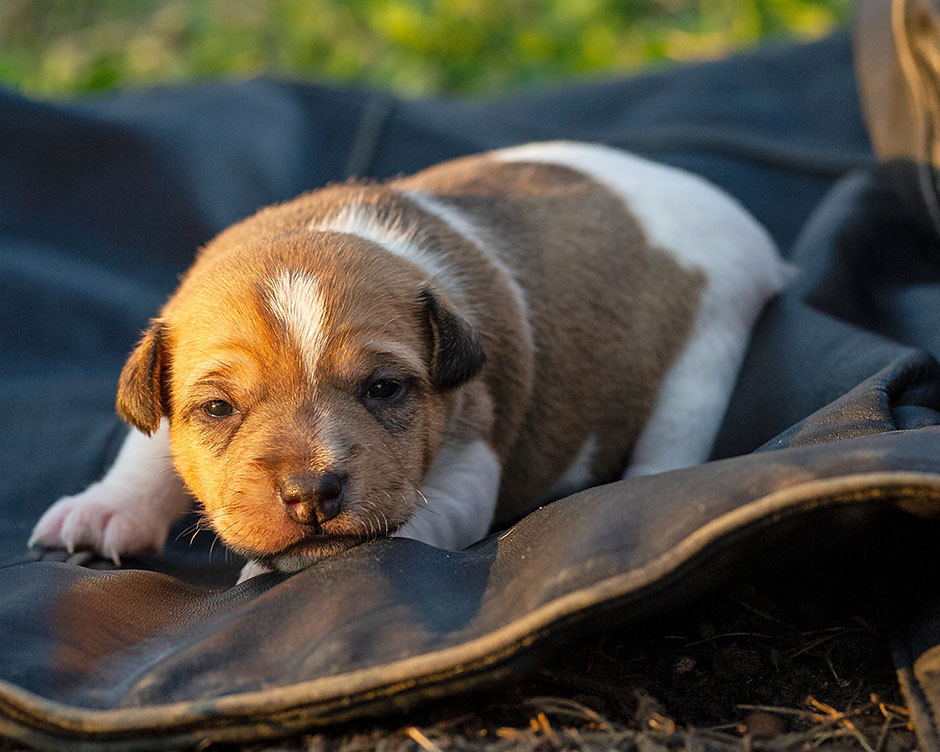 Parson Russell Terrier g-wurf2