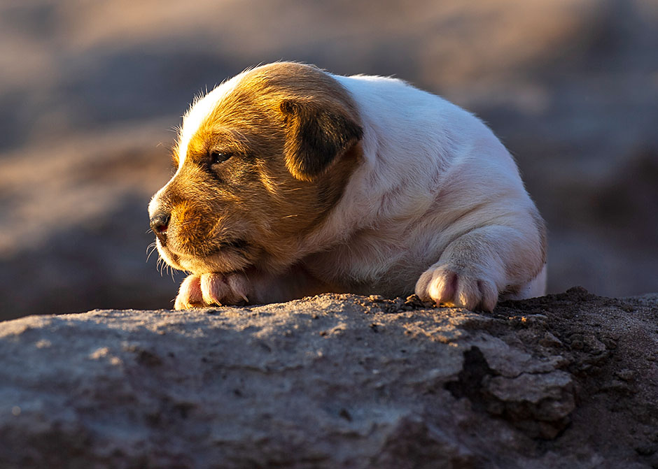 Parson Russell Terrier g-wurf1