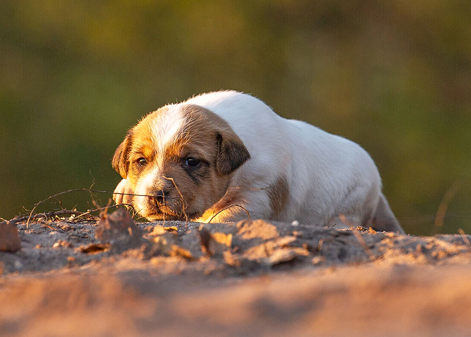 Parson Russell Terrier g-wurf1