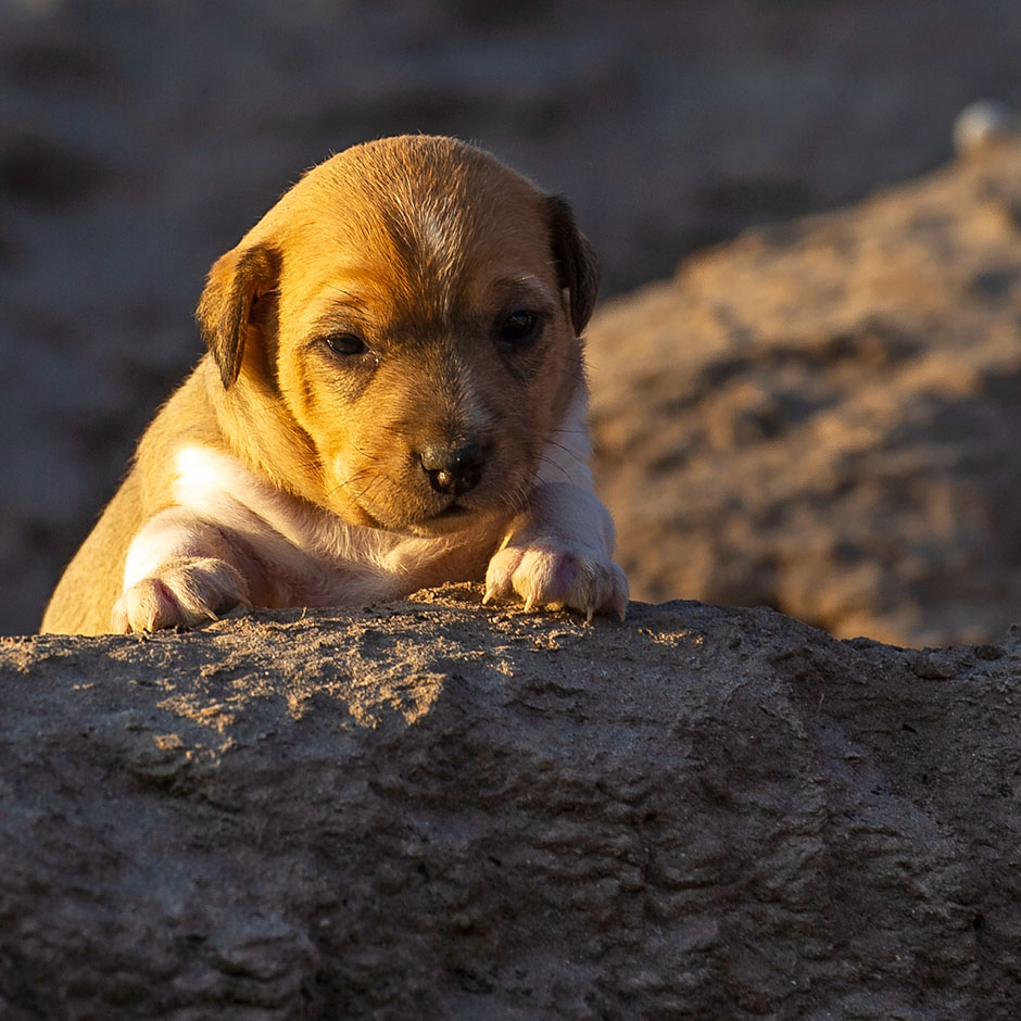 Parson Russell Terrier g-wurf2