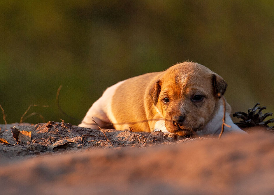 Parson Russell Terrier g-wurf1