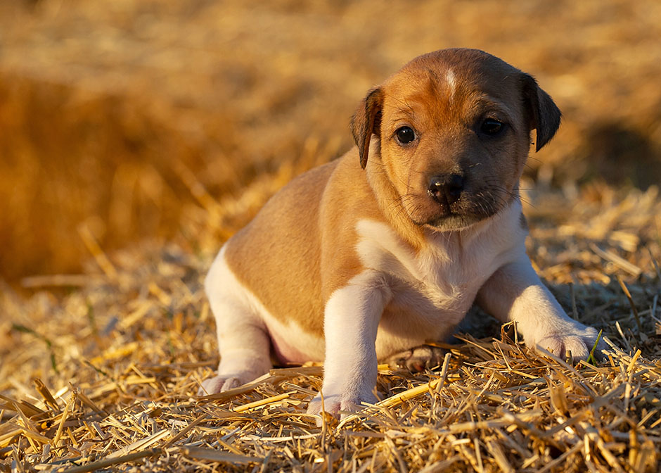 Parson Russell Terrier g-wurf2