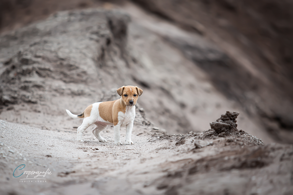 Parson Russell Terrier g-wurf2