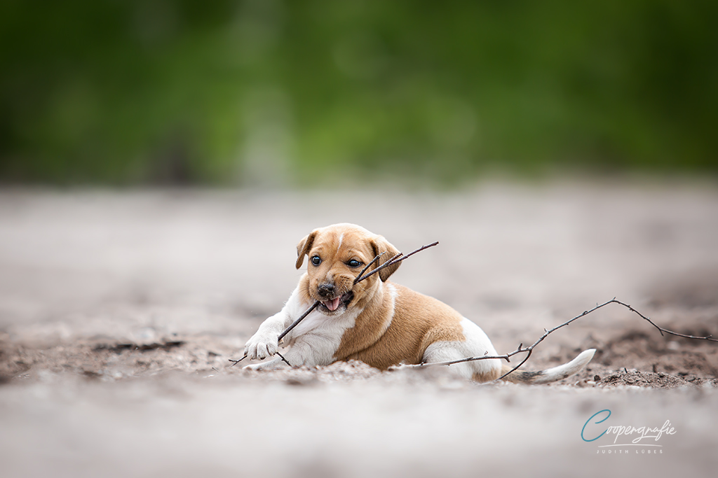 Parson Russell Terrier g-wurf1