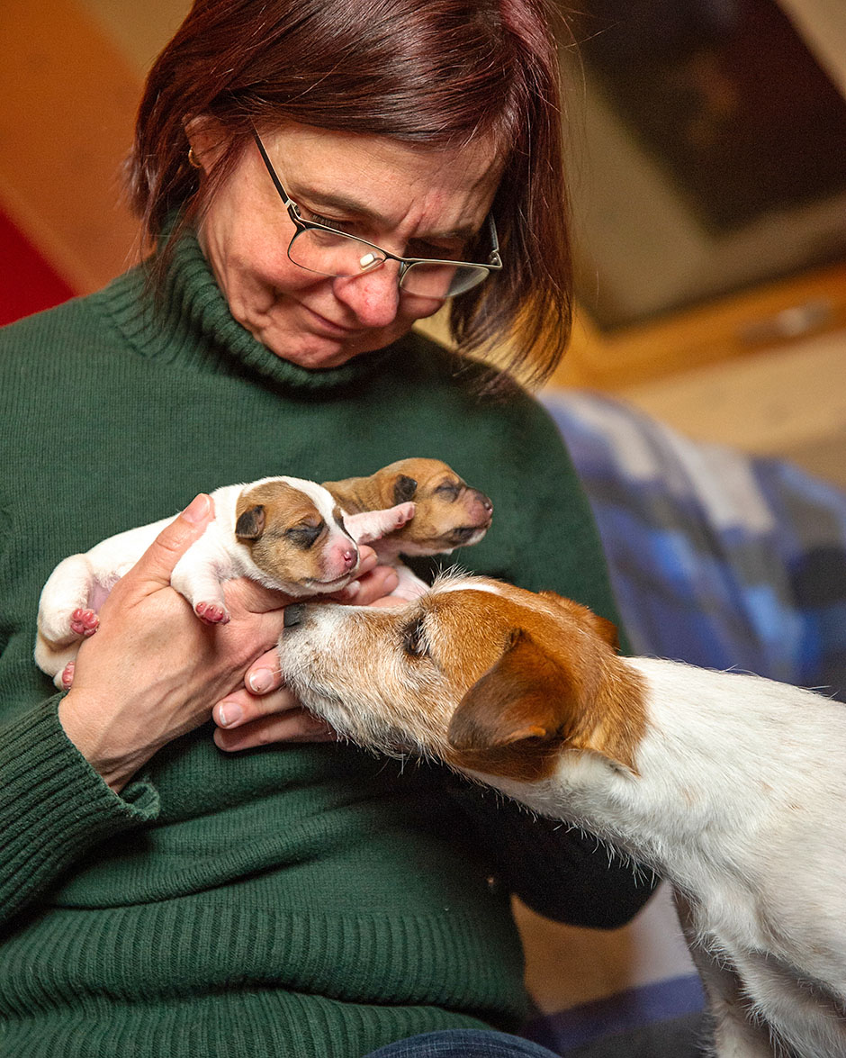 Parson Russell Terrier G-wurf