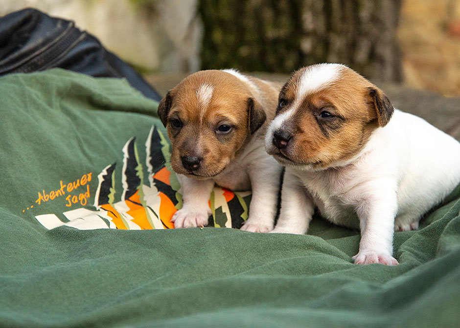 Parson Russell Terrier G-wurf 17 Tage